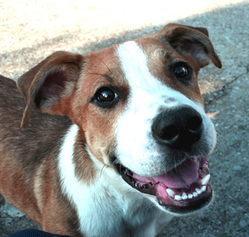 Buster