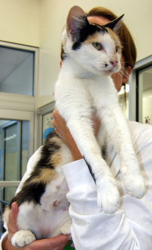 Callie NS