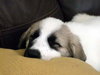 Charlie