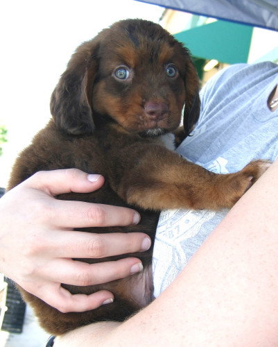 Chester