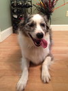 Cheyenne