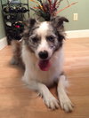 Cheyenne