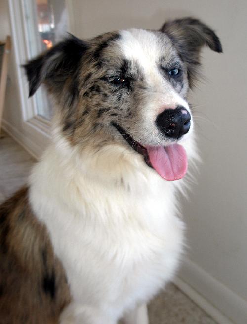 Cheyenne