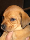 Chipper