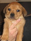Chipper