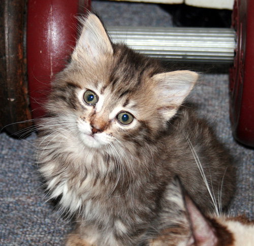Chloe