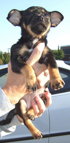 Chloe the Chi