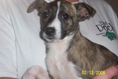 Dessie