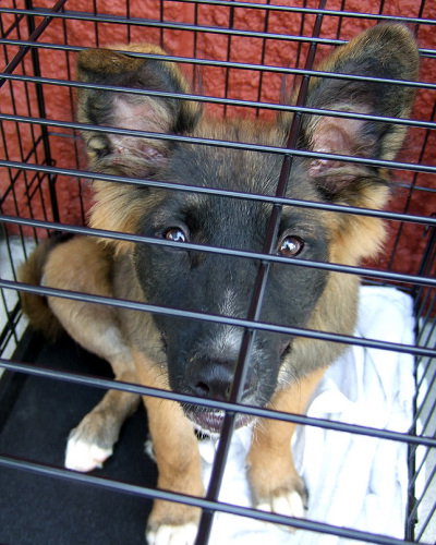 Dingo