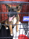 Dingo