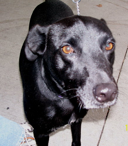 Dixie