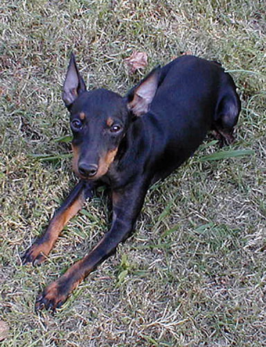 Dolly