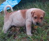 Elvis