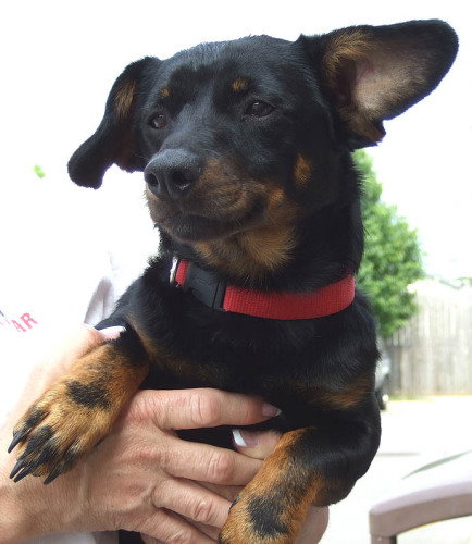 Elvis