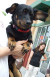 Elvis