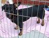 Elvis