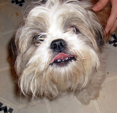Fifel