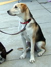 Flossie