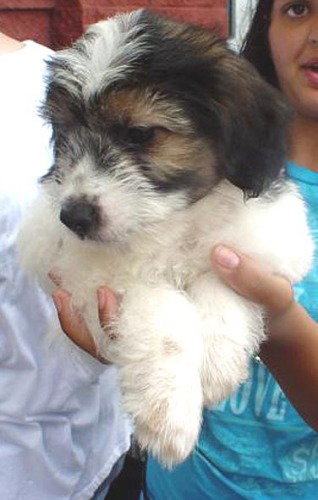 Fluffo