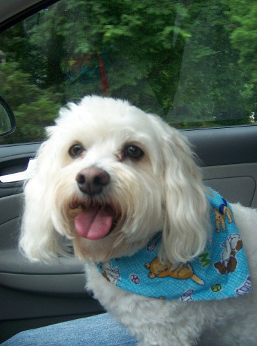 Fluffy Joe