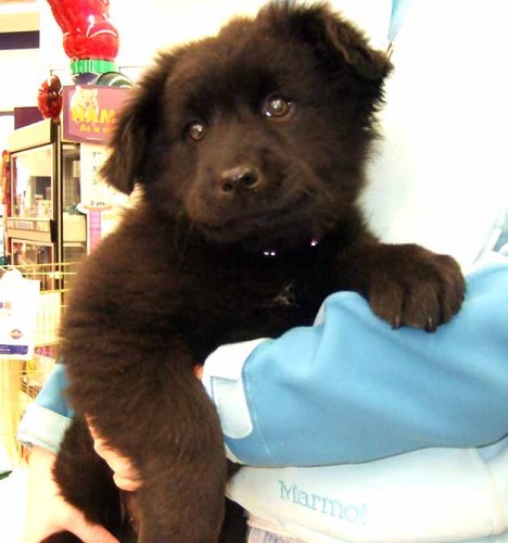 Fuzzy Bear
