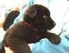 Fuzzy Bear
