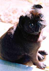 Gertie