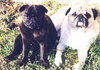 Gertie