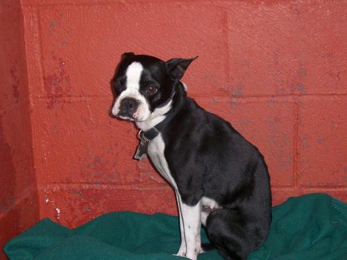 Gidget