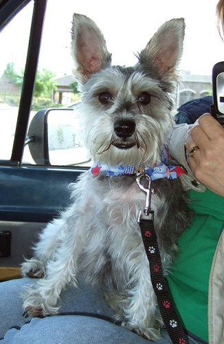 Gidget