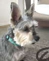 Gidget