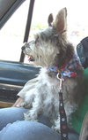 Gidget