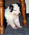 Gizmo