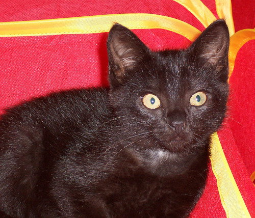 Gracie