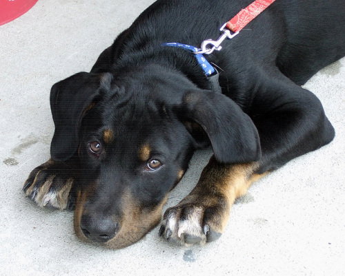 Hank
