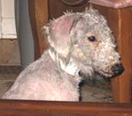 Heidi