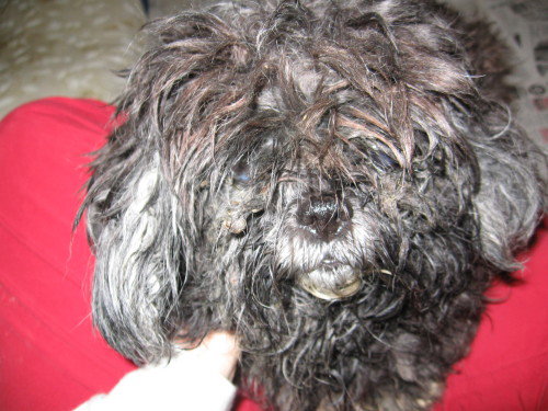Holly- Before