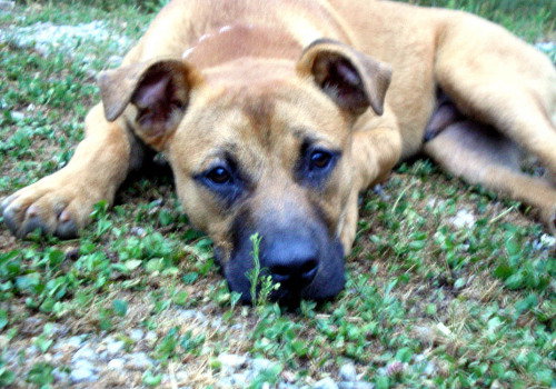 Jackson