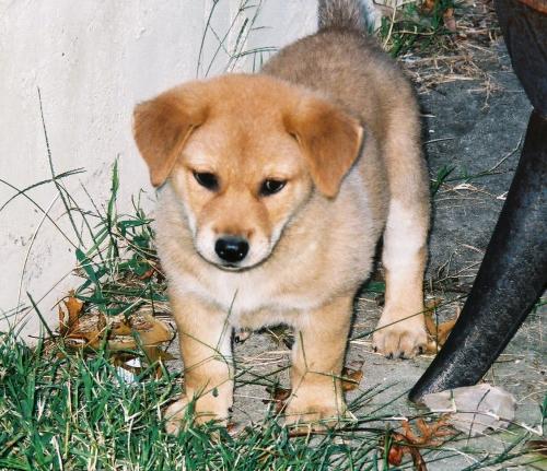 Joey