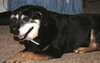Josie