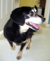 Josie