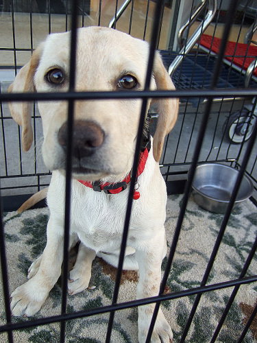 Joy's Pup, Bethany