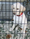 Joy's Pup, Bethany