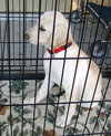 Joy's Pup, Bethany