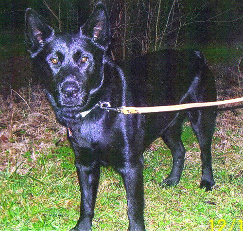 Junior