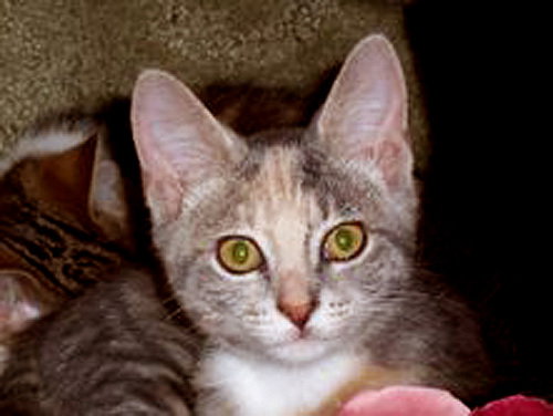 Diana A