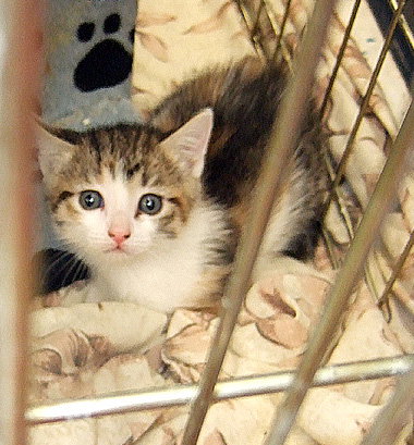 Kitty Four