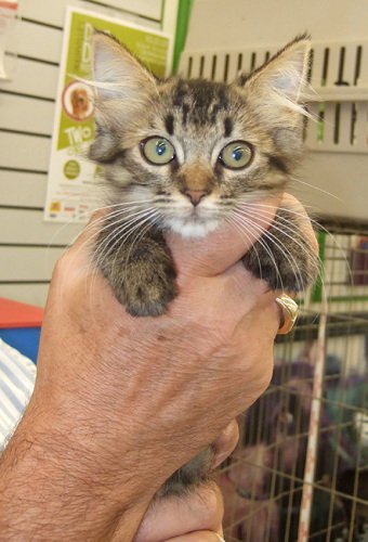 Kitty Two