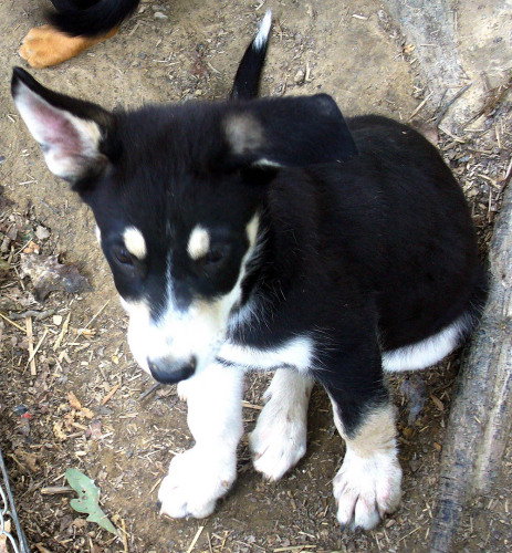 Klondike
