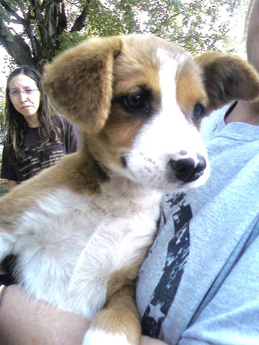 Laney